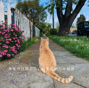 Vol.2 你也可以拥有自己的紫藤树与小橘猫