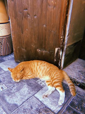Vol.5 一时兴起的自救