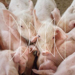 What is a Pig Worth?