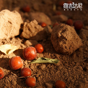 维吉达尼：以情感为引导的新疆产地品牌