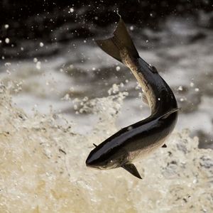 Why Swedish scientists gave salmon cocaine