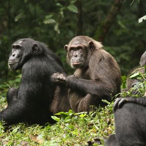 Why a chimp 'civil war' shows how societies collapse