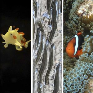 The secret behind clownfish stripes and more fishy fascinations