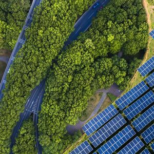 Set up solar, or save a tree? It’s complicated