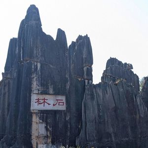 Herding Mountains to Make a Forest (Pre-Intermediate)