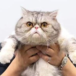 【九霄气象站】Happy Year of Tiger!