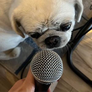 【安与大淮】尬就尬吧