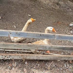 【发呆很好】一周心情小记 MIXTAPE Vol.2