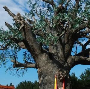 Solo | 大地震与小煤矿