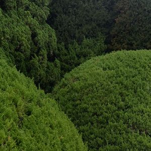 op.31 美好的人类，大多雌雄同体