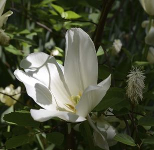 Digging Up Lily's Garden
