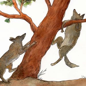 Swift Fox and the Coyote Twins