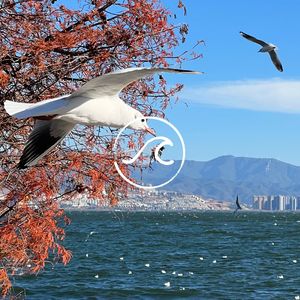 【随机波动】朋友再见02：像树一样活着，长出年轮，站成森林