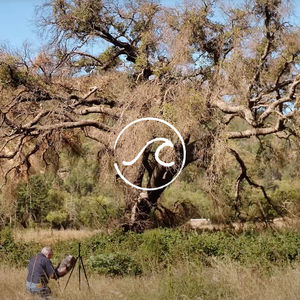 【随机海啸006】自然之声的共存与多元,不正是我们对人类社会的理想?