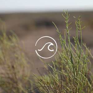 【随机信箱·地球日】我在世界上有棵树