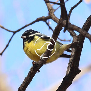 【随机波动083】看树，在气候变化时代且治愈且伤感