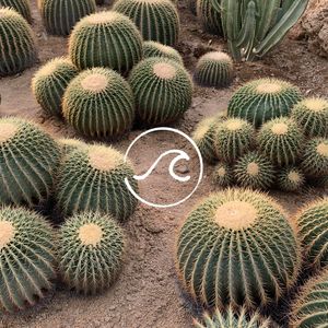 【随机波动069】人化的自然与被自然打动的人：在植物园里过秋天