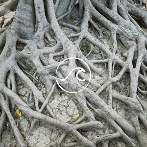 【随机波动105】过完这个年,我们和爸妈都老了