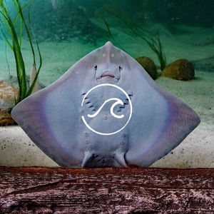 【随机波动078】再见小鹿:老朋友,你好吗?