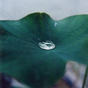 像一颗露珠一样，爱你