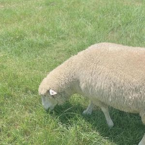 但愿我是，你的夏季