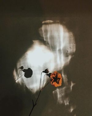 假如万物皆有裂痕， 那正是光照进的方式