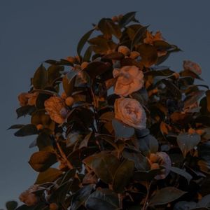 我们的爱就像山顶上的风一样自由