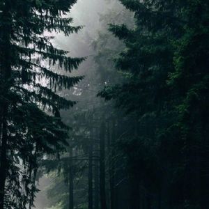 林中清晨，他在梦中醒来