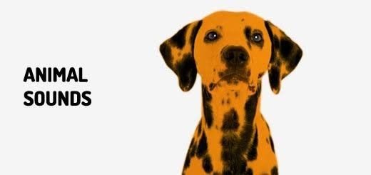 美国的犬吠声可不是汪汪汪