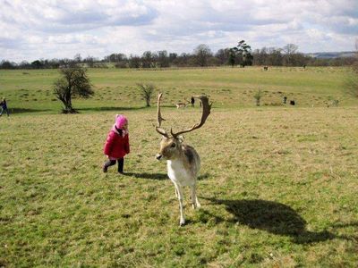 第8期 我和大小动物们（下）乌鸦，海鸥，大雁，野马，狐狸等