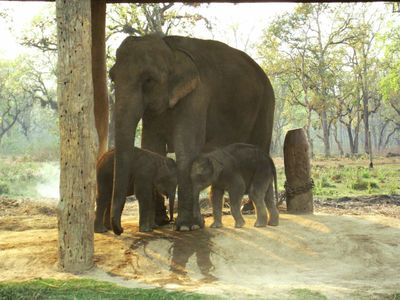 第7期 我和大小动物们（上）大象小象，长颈鹿，小鱼，耗子，鸽子