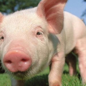 亲爱的猪，你真好吃