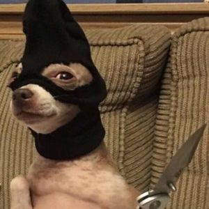 我和我的宠物们