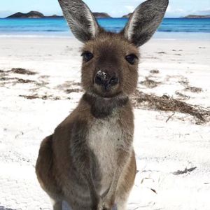 在澳洲开咖啡店