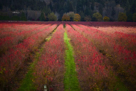你要一个独立的孩子，还是听话的孩子？