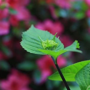 大流行中，加拿大父母家里蹲的正确姿态