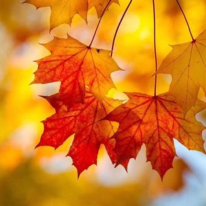 怎样培养孩子的自律性和责任感