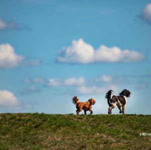 新移民登陆加拿大做什么准备？靠什么谋生？