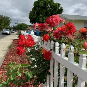 家长想让孩子来加拿大留学，孩子不想来——那最好不要来