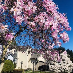 华裔在加拿大如何过得更好