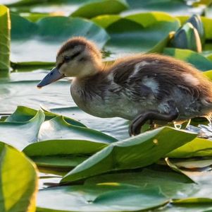 惊奇地发现，闻过则喜不是传说