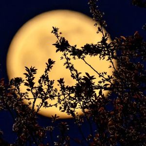 漫漶的诗意：中国古诗词中的“女主”