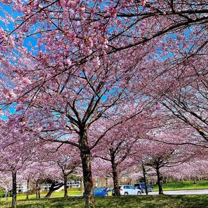 关于陪读留学及今后发展的若干问题讨论