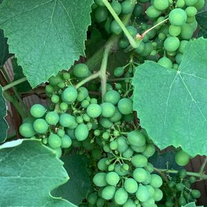 不盲目自信也不盲目否定，与原生文化和谐共处，才能舒展自信