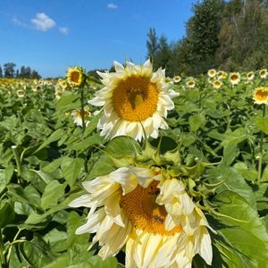 孩子不想当班长，长大了没有竞争意识怎么办？