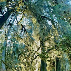 渥太华卡车司机运动是一个复杂的问题