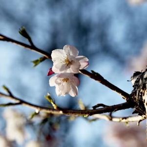 “我没有一技之长，移民加拿大后能否维持三口之家的普通生活？”