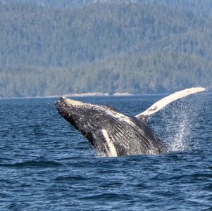 移民生活纪念日随想
