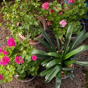 零基础可以备考雅思，但要知道该付出的不能少、该放弃的不能留