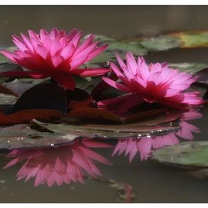 我父母的教育经验：无条件的爱与支持